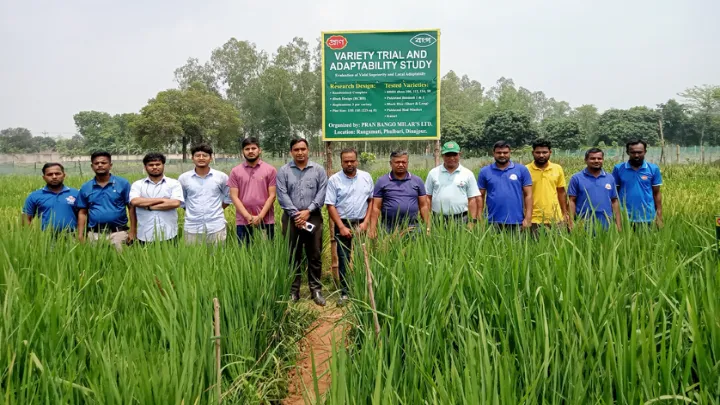 ফুলবাড়ীতে উন্নত জাতের ধান চাষে প্রদর্শনী